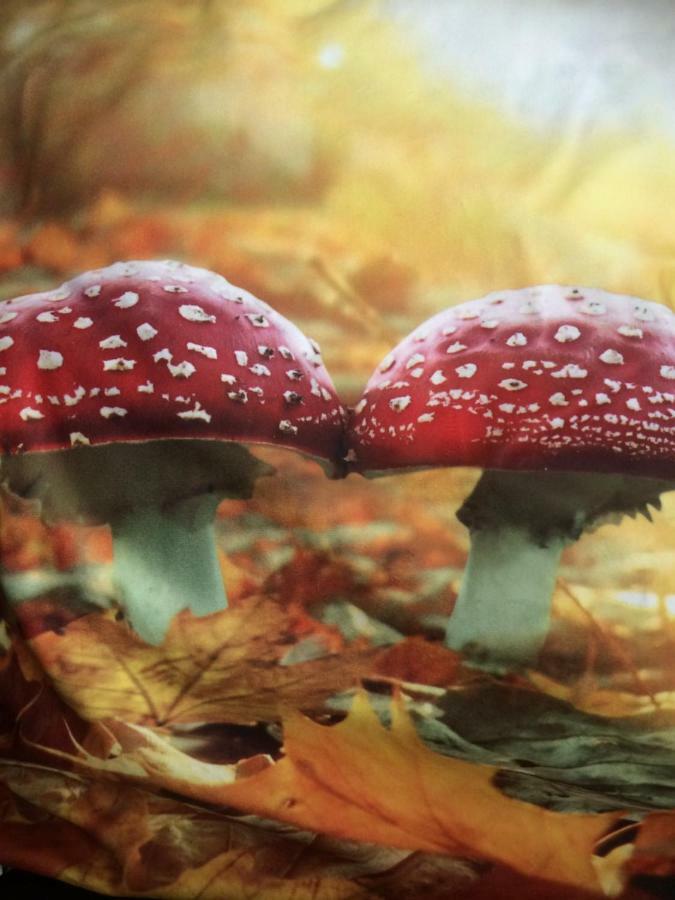 Noordpeene Au Coeur De La Flandre 아파트 외부 사진